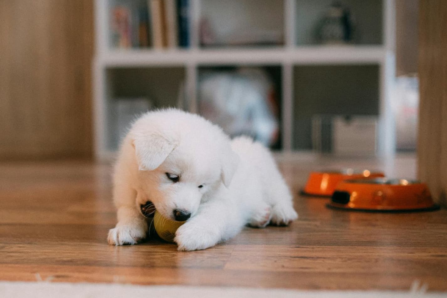 Winter Fun for Your Dog: Creative Indoor Activities to Keep Them Engaged