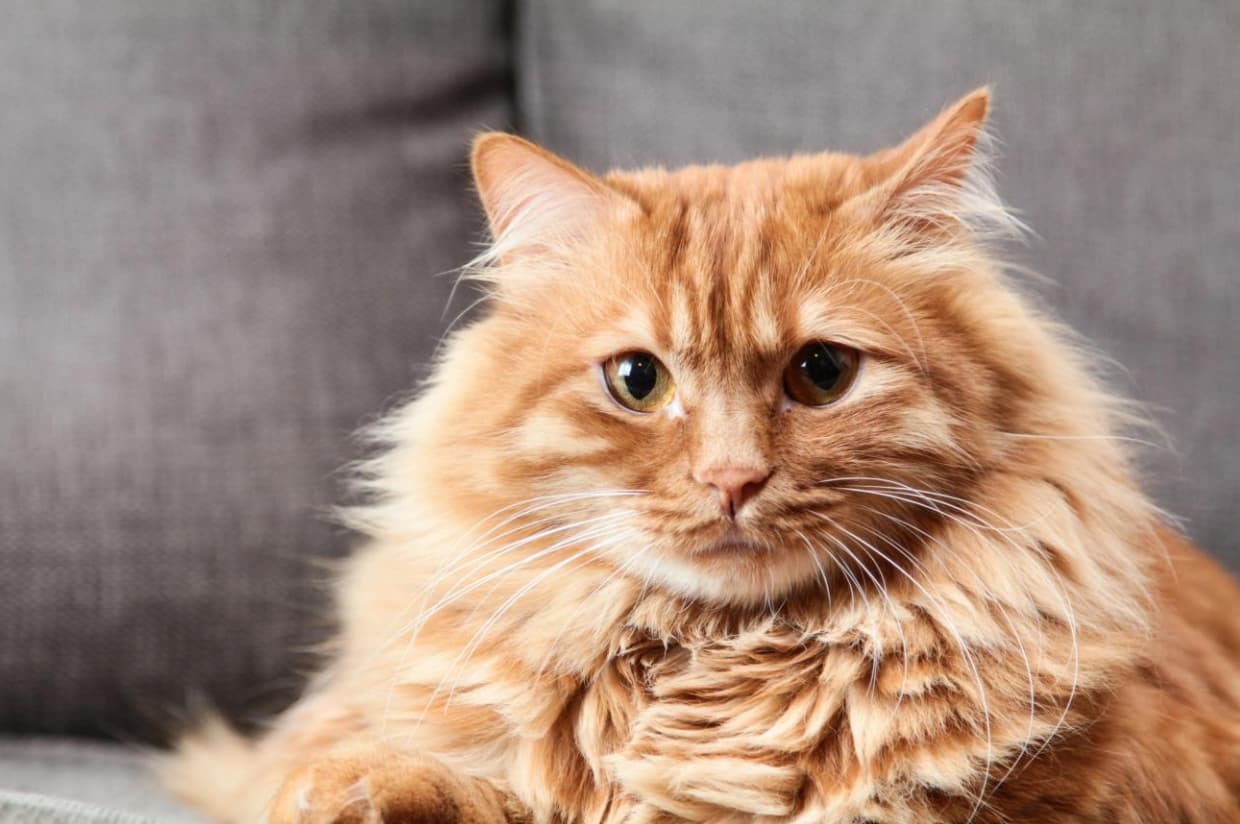 Recognizing and Managing Arthritis in Pets